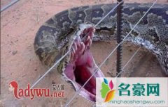 四川挖出50米大蟒蛇是真的吗，世界上最大的蟒蛇有