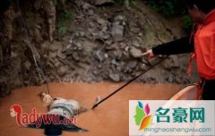 捞尸为什么不捞直立的死尸，捞尸人为什么怕女尸