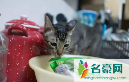 猫咪总舔塑料袋啥意思3