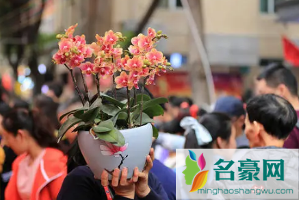 广州哪里可以逛花街20221