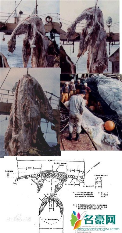 日本1977年海怪事件是真的吗，揭秘海怪尸体究竟是什么物种