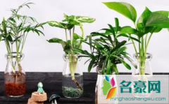 水培植物换水需要洗根系吗 土培植物怎么水培