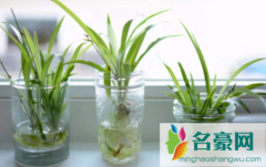 水培植物长虫子怎么办 水培植物怎么防虫