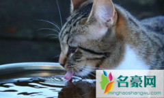 猫咪可以喝凉白开吗 猫咪喝水多久换一次