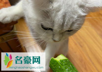猫吃黄瓜能生吃吗3