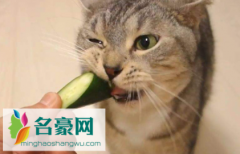 猫吃黄瓜能生吃吗 什么蔬菜猫咪可以吃