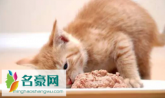 猫咪吃鸡胸肉多久一次 猫只吃鸡胸肉会营养不良吗