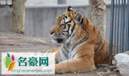 夏天动物园的老虎不热吗2