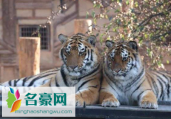 夏天动物园的老虎不热吗 游览野生动物园注意事项