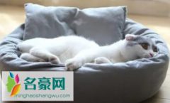 新的猫窝猫如何适应 猫窝怎么选择