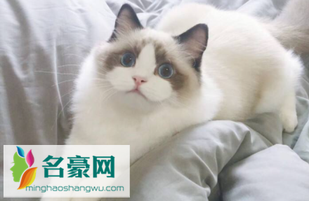 布偶爆毛是什么时候3