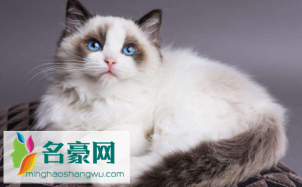 布偶爆毛是什么时候2