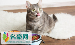 没有猫粮可以给猫咪喂什么 猫咪吃什么肉最好