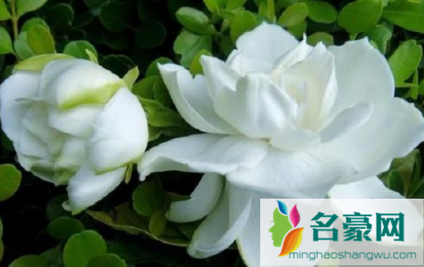 栀子花从下往上黄叶是怎么回事3