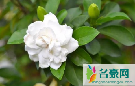 栀子花从下往上黄叶是怎么回事2