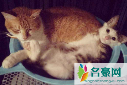 猫咪太瘦吃什么能快速胖起来2