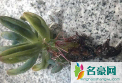 植物烂根后的土壤还能用吗 植物为什么会烂根