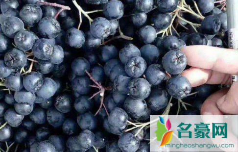 黑果花楸可以直接吃吗3