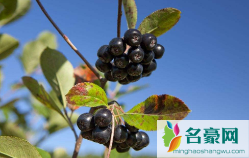 黑果花楸可以直接吃吗1