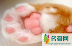 猫咪脚垫热是什么原因 猫咪脚垫怎么护理