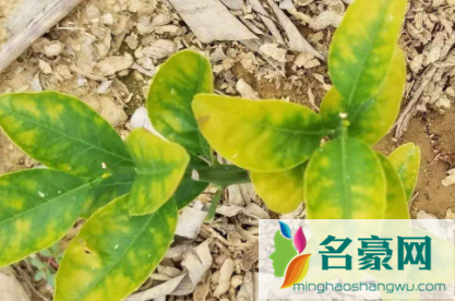 复合肥烧根怎么治2