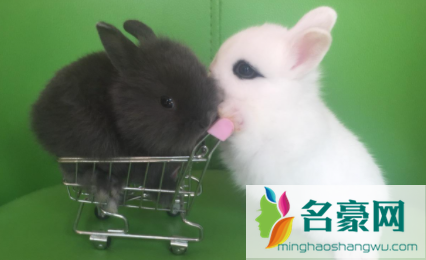 兔子绝育需要禁食吗2