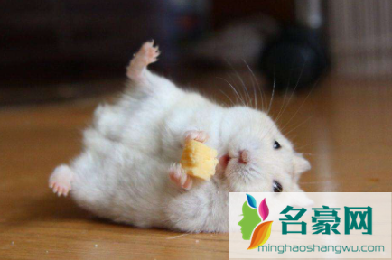 仓鼠嘴张开然后死了是因为什么1