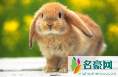兔子第一胎为啥都死了 兔子生了小兔子怎么护理