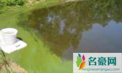 池塘里蓝藻怎么处理 蓝藻有什么危害