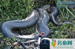 探索辽宁抚顺大蛇事件，铲出140岁大蛇长17米重103公