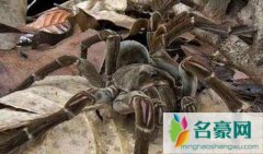 不明巨型生物攀爬大楼，动作娴熟四肢如电线杆(视