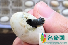 乌龟蛋怎么自然孵化 乌龟蛋是怎么孵出来的