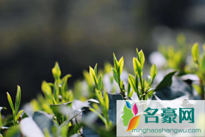 龙井一般泡几次1
