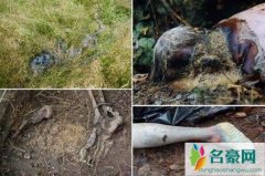 美国五大尸体农场，种植并研究尸体腐烂全过程(视