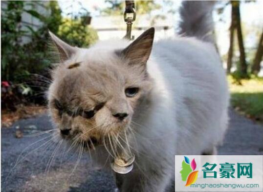 日本核辐射下的变异人