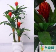 家中养什么花招财并聚财，盘点好看又好养的招财花