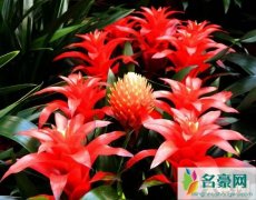 客厅放什么植物旺财，客厅摆放植物风水禁忌