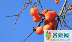 饭后多久吃柿子不算空腹 吃柿子要注意什么