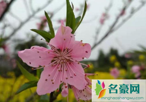 农历二月初二能不能祭祀2