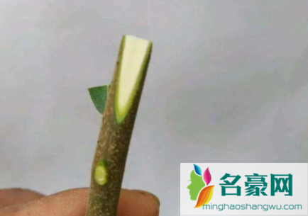 嫁接的季节什么时候好2