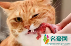 猫咪吃生肉怎么吃 喂猫咪吃生肉需要注意的事情