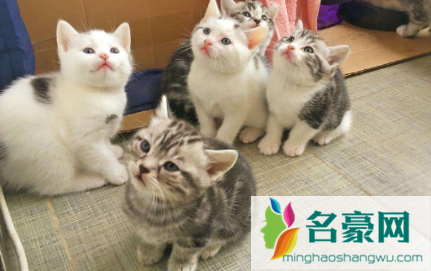 猫条可以天天给猫咪吃吗1