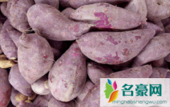 紫薯有点生可以吃吗 熟紫薯可以放冰箱几天
