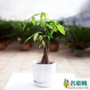 家里客厅放什么植物最好，客厅种什么植物风水好