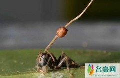 僵尸蚂蚁真的存在，寄生真菌能将蚂蚁变僵尸(图片