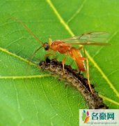 揭秘僵尸毛虫被寄生全过程，被黄蜂幼虫控制的僵尸