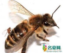 寄生蝇感染的僵尸蜜蜂，被吃掉脑髓和器官后惨死
