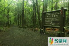 日本自杀森林青木原树海，每年自杀上百人的死亡森