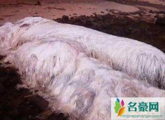 菲律宾地震中出现了不明生物，搁浅海滩体型庞大