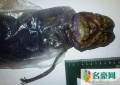 震惊世界的不明生物，头大身材小疑似外星人(引起